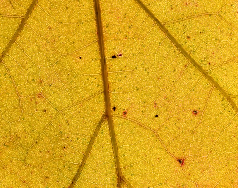 Macro shot of a yellow leaf showcasing natural autumn textures.