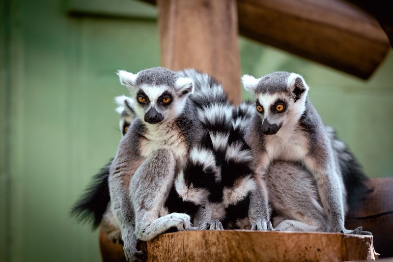 Cute ring-tailed lemurs huddling together, displaying social behavior.