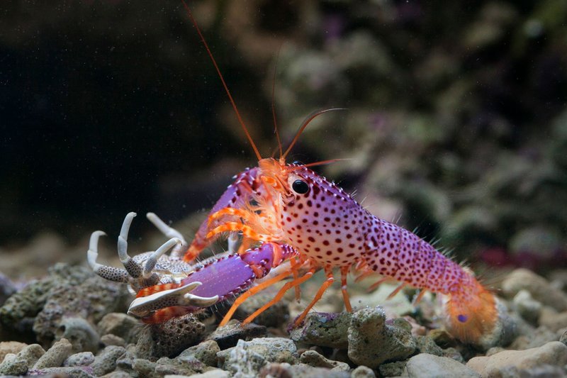 Close-up photo of a colorful purple lobster with orange spots on a rocky ocean floor.