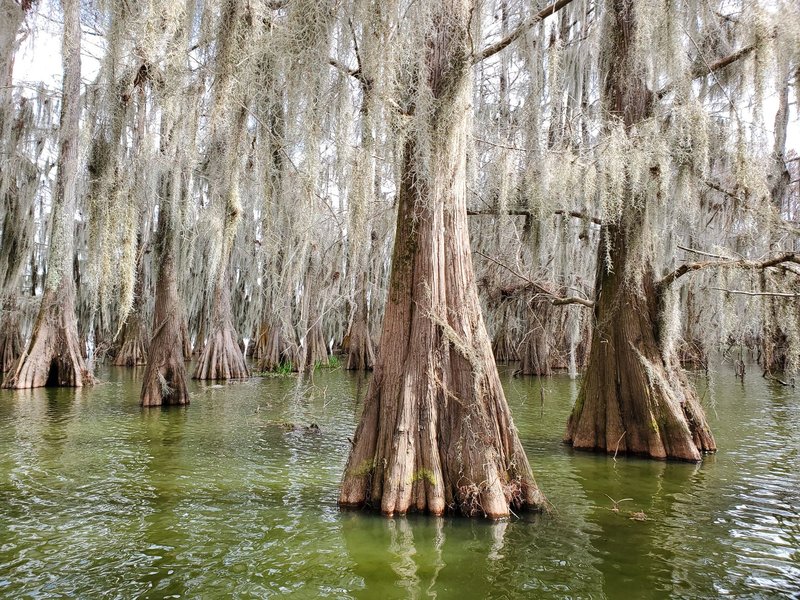 Majestic cypress trees draped with Spanish moss in a tranquil Louisiana swamp.