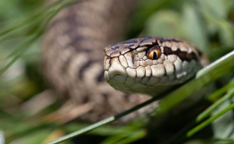 Detailed close-up of a viper snake in the wild, captured in Podgorica, Montenegro.