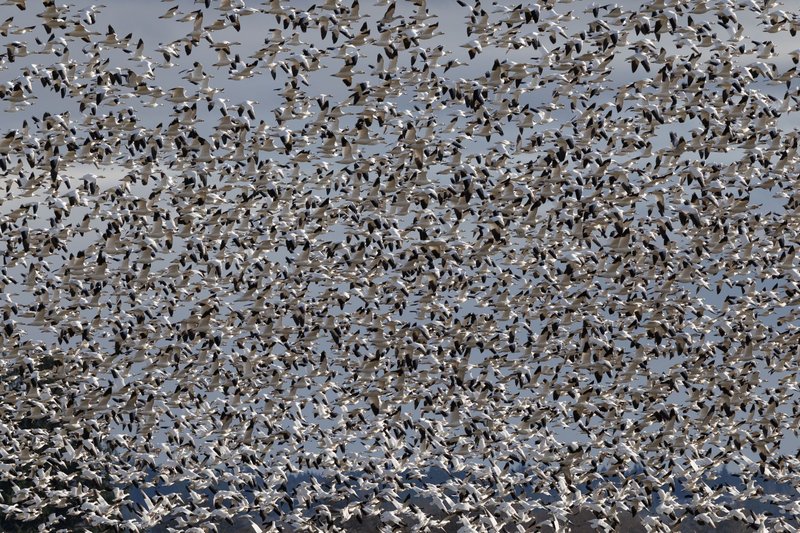 A large flock of snow geese fills the sky, creating a mesmerizing spectacle in flight.