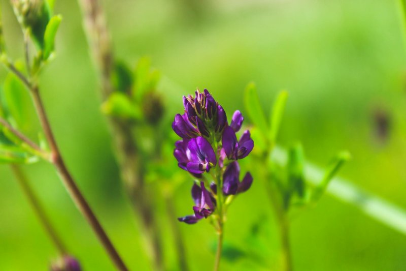 Vibrant purple flower with blurred green background, showcasing nature's beauty.