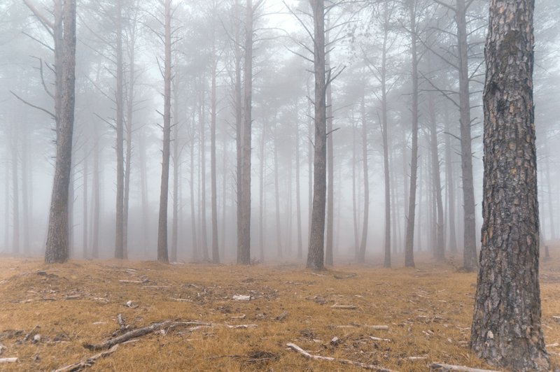 Capture of a serene forest scene in autumn with towering trees shrouded in fog, creating a moody atmosphere.