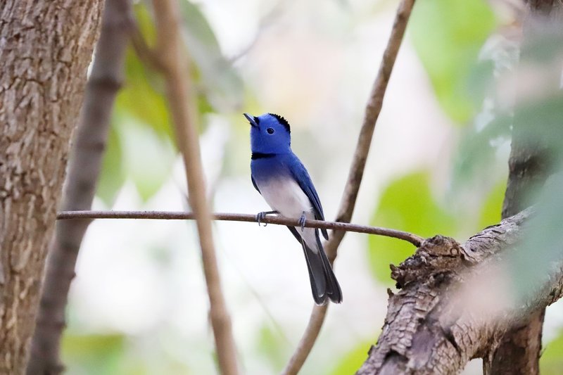 A stunning blue monarch bird perched gracefully on a tree branch amidst lush green foliage in a forest setting.