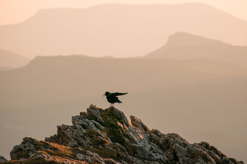 Blackbird perched on a rocky outcrop at dawn with foggy mountains in the background in Saint-Agnan-en-Vercors.