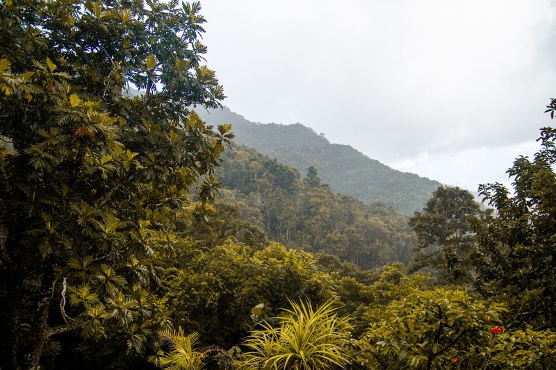 A serene view of a mist-covered mountain surrounded by dense tropical forest vegetation.