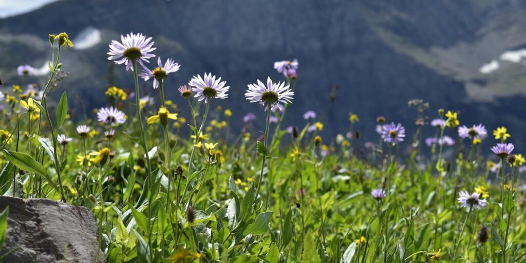 The Endemic Species of Lesotho - 33Science