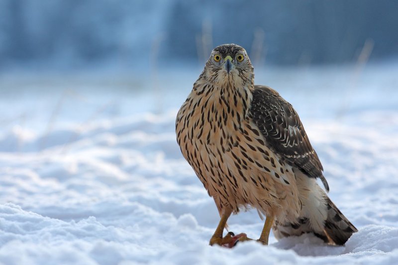 Close-up of a northern goshawk perched in a snowy winter scene.