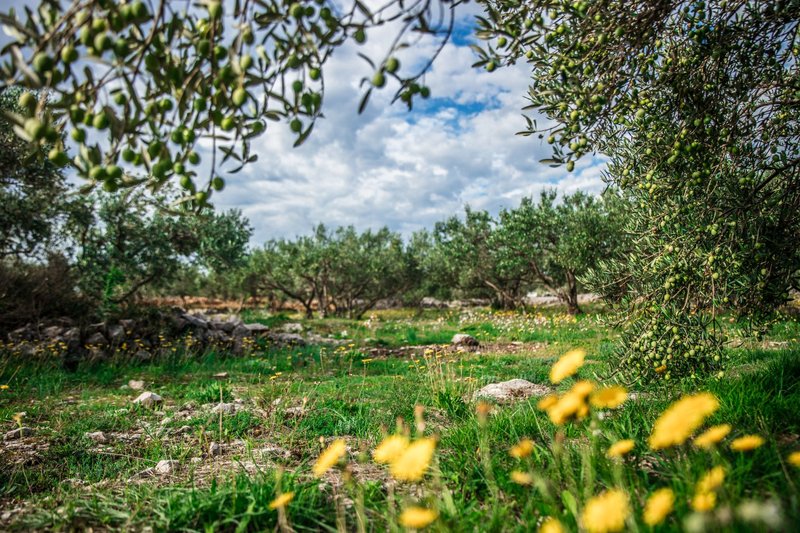 Serene view of a lush olive grove under a bright blue sky with fluffy clouds.