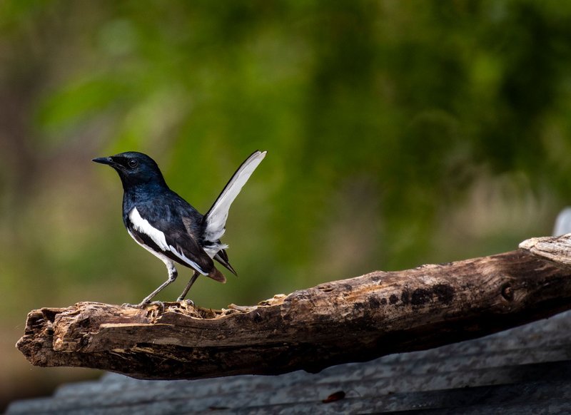 Close-up of an Oriental Magpie Robin perched on a branch with lush greenery background.