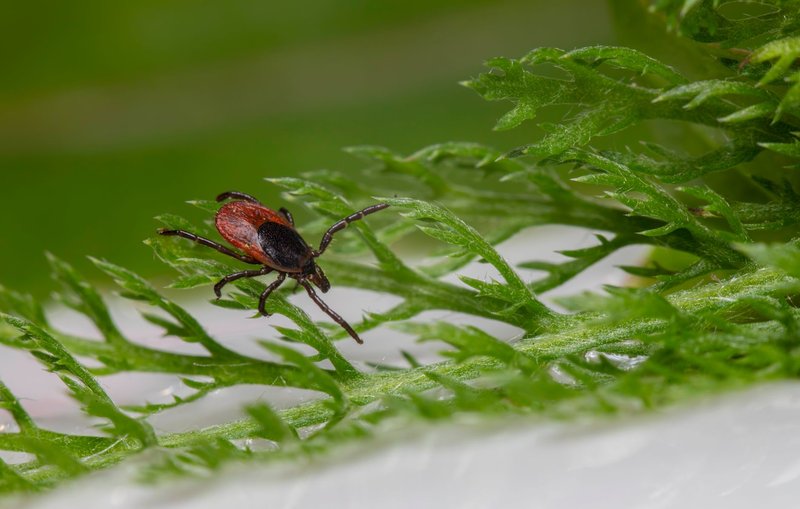 Detailed macro shot of a tick on a green leaf, showcasing its parasitic nature.