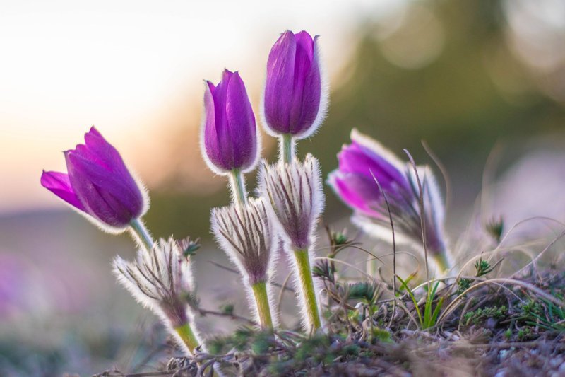 Close-up of eastern pasqueflowers with purple petals and soft focus background, capturing spring essence.