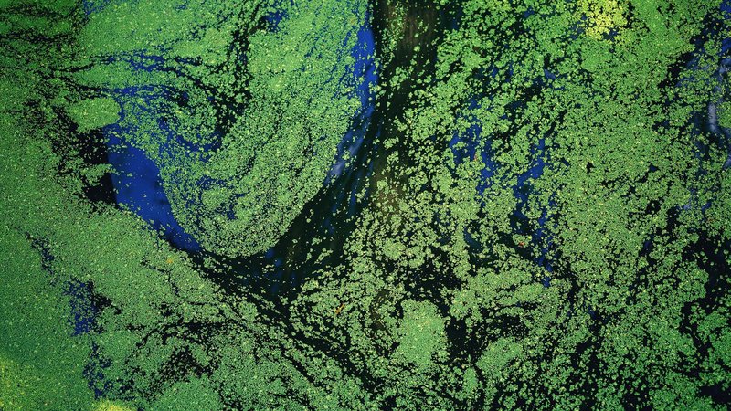 Stunning aerial shot capturing vibrant green algae patterns on a water surface in Hangzhou, China.
