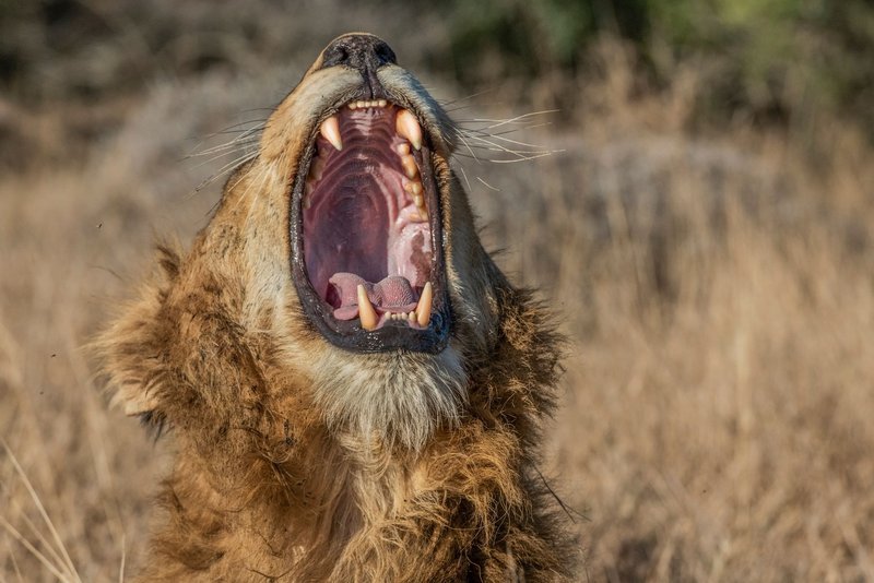Close-up of a yawning lion in South Africa, showcasing its powerful jaws and teeth in the wild.