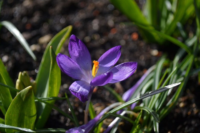 Close-up of a vibrant purple crocus flower blooming in Scotland's springtime garden.