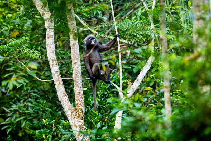 A black gibbon climbs a tree in a vibrant green jungle setting, showcasing its natural habitat.