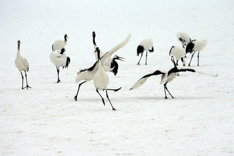 Red-crowned cranes gracefully dancing on a snowy landscape, showcasing winter elegance.