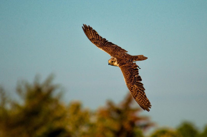 A stunning falcon soaring across the Slovakian sky, showcasing the beauty of wildlife.