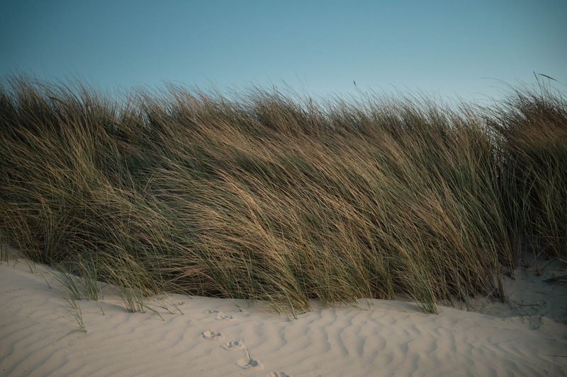 Serene view of coastal dune grass swaying gently in the sunset breeze, on a sandy beach.
