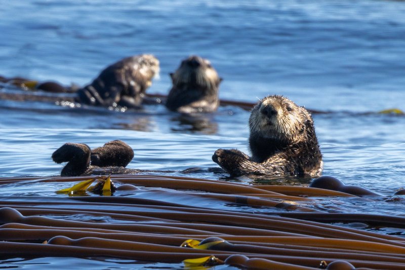 Explore the beauty of Tofino with playful sea otters floating in a sunlit kelp forest.