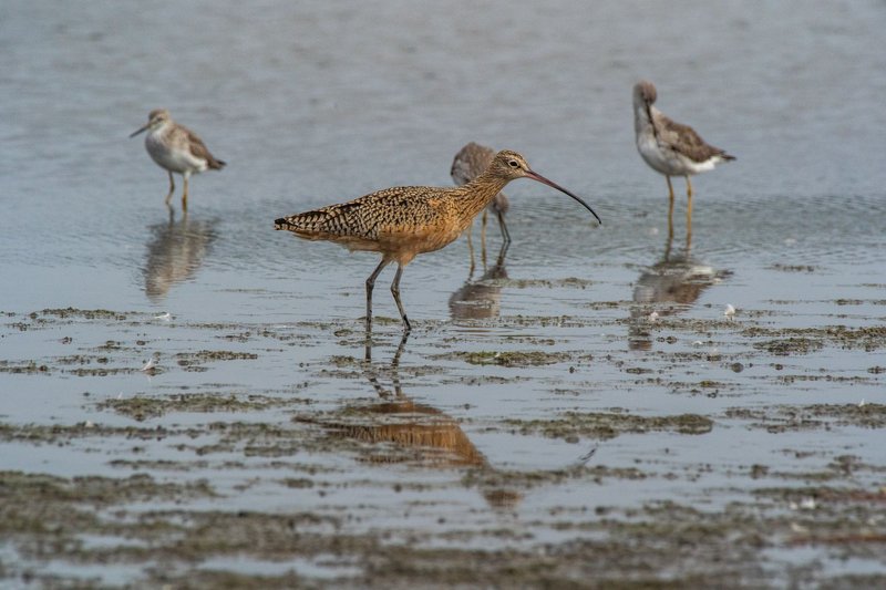 A group of shorebirds, including a long-billed curlew, foraging on a coastal mudflat.