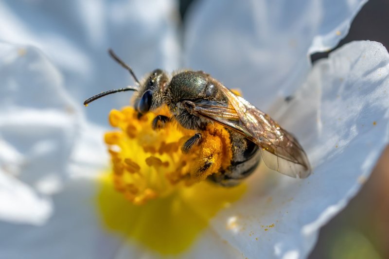 Macro shot of a bee collecting pollen on a white flower, showing intricate details.