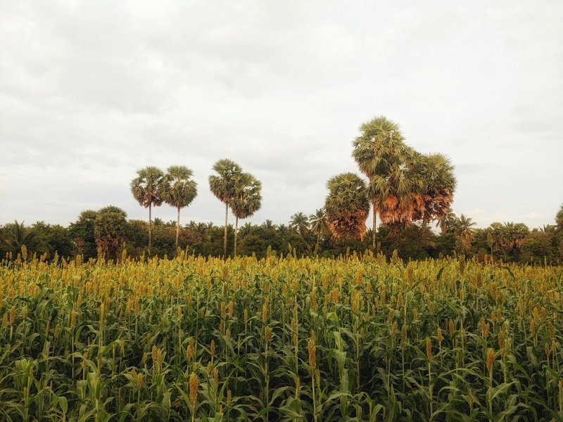 Lush green farmland with palm trees under a cloudy sky, creating a serene natural landscape.