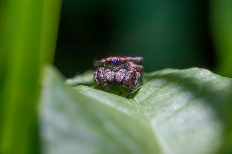 Detailed macro shot of a jumping spider resting on a green leaf, showcasing its vivid eyes.