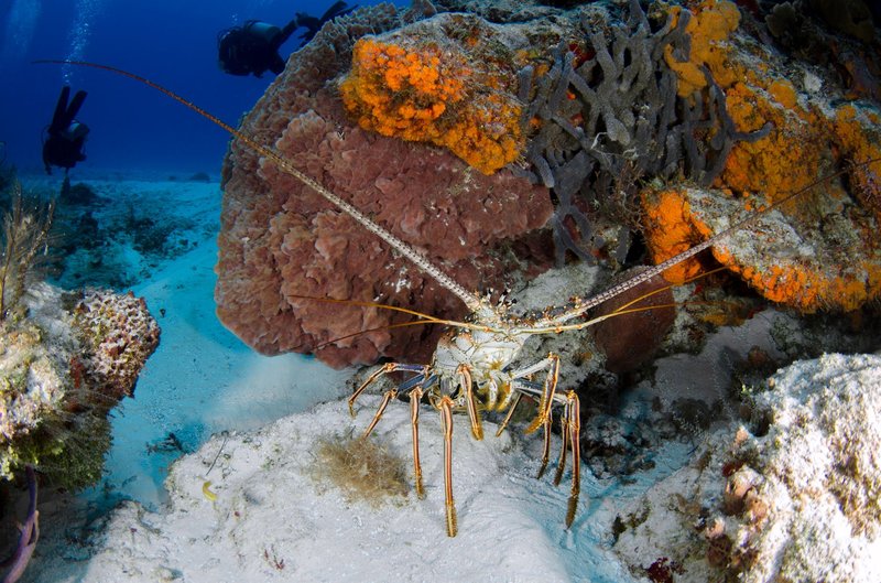 An underwater view of a Caribbean spiny lobster on a colorful coral reef with divers in the background.