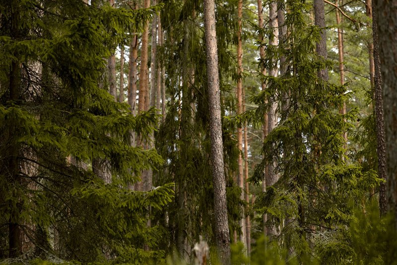 Tranquil view of towering evergreen trees in a lush forest setting.