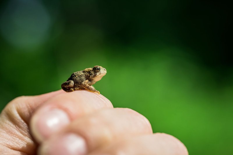 Close-up of a small frog perched on a human finger against a blurred green background.