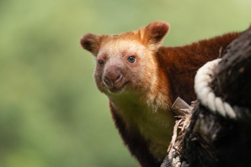 A close-up shot of a curious Tree-Kangaroo, showcasing its distinct features in a natural setting.
