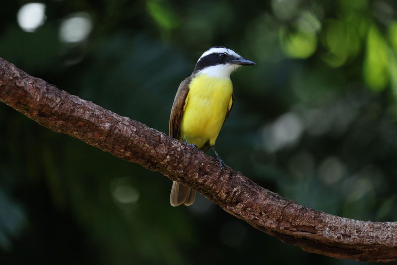 A vibrant Great Kiskadee resting on a tree branch in lush tropical forest.