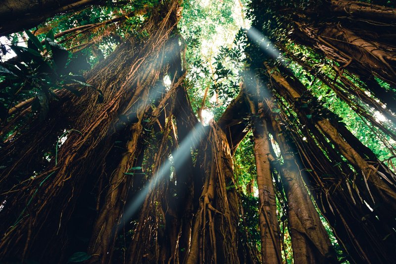 Low-angle view of sunlight streaming through dense jungle canopy in a tropical forest.