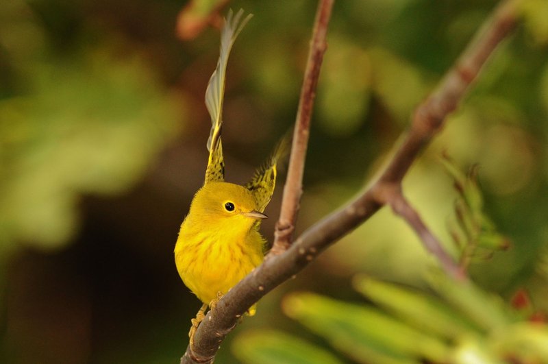 Vivid close-up of a yellow warbler perched on a branch, surrounded by lush foliage.