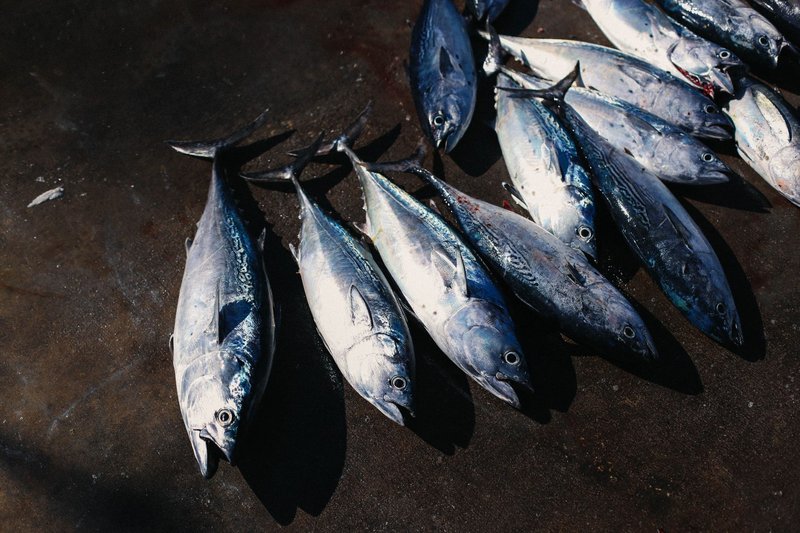 Freshly caught tuna displayed on a market stand under natural light.