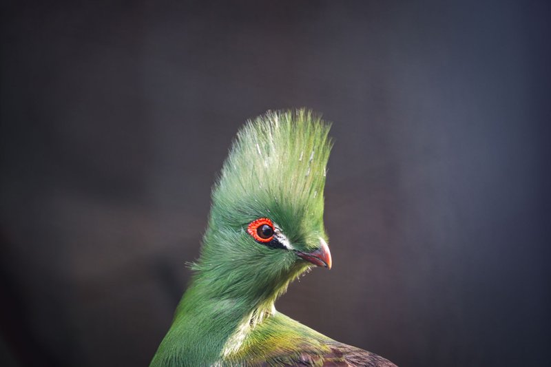 Detailed portrait of a vibrant green turaco bird with striking plumage and red eye-ring.