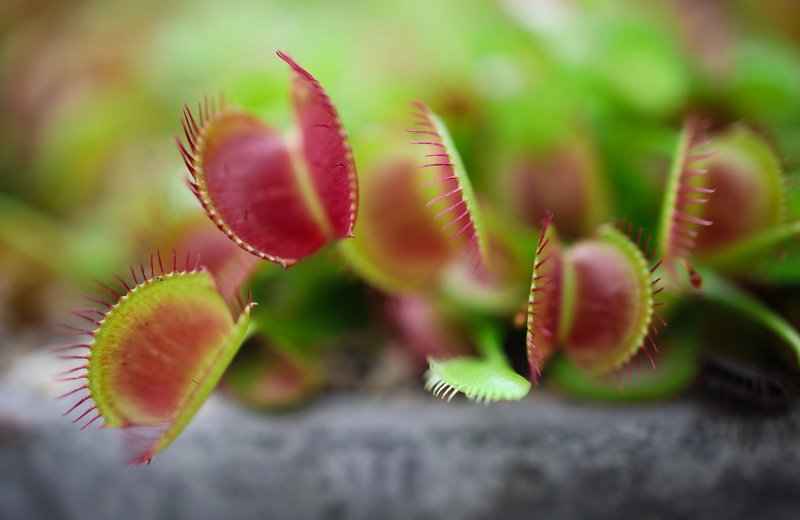 Detailed close-up of a Venus flytrap plant showing sharp spikes and vibrant red-green color.