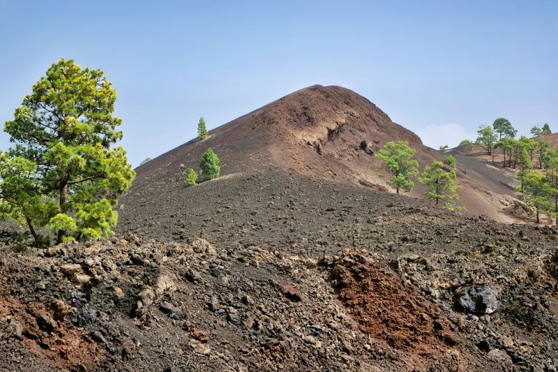 Explore the rugged volcanic terrain of Canarias, España with scattered pine trees.