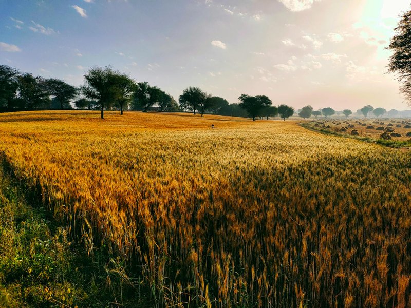 Rural Field of Golden Blades of Wheat