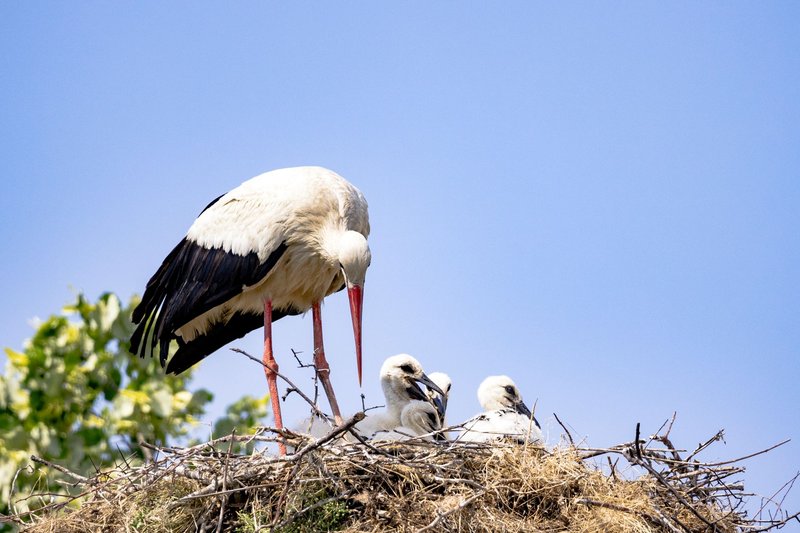 A family of storks in their nest basking under a clear blue sky capturing wildlife in its purest form.