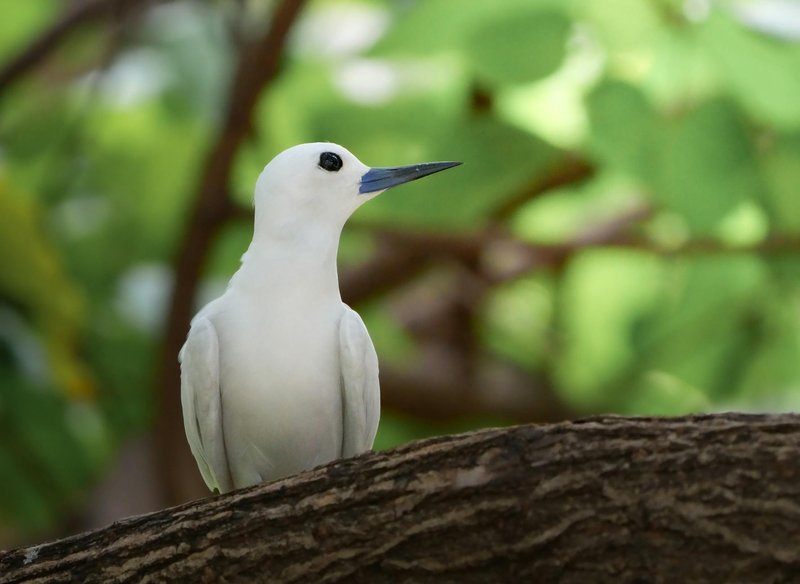 Close-up of a white tern perched on a branch with soft green background.