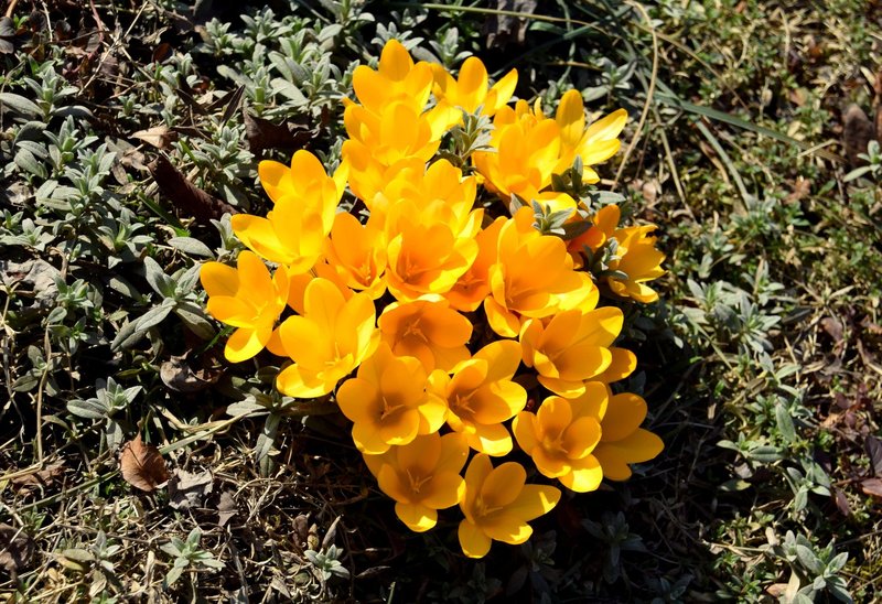 A cluster of bright yellow crocuses blooming in a garden, signaling the arrival of spring.