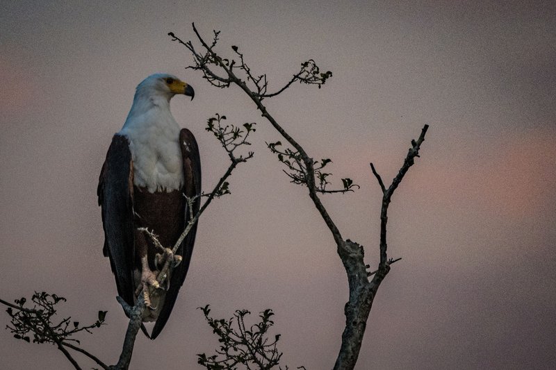 A majestic African Fish Eagle perched on a branch during dusk in South Africa.