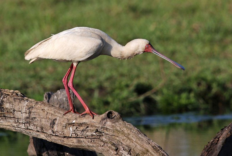 An African Spoonbill (Platalea alba) stands gracefully on a log in its wetland habitat.