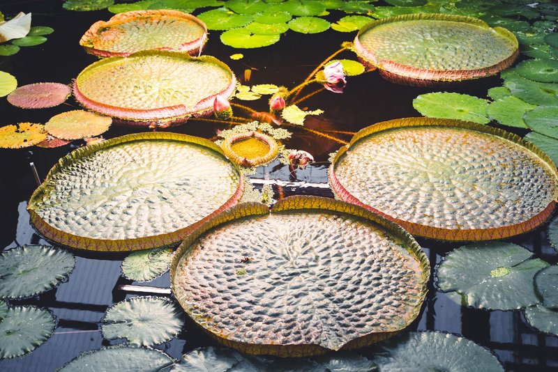 Stunning view of giant Victoria water lilies in an indoor pond at Kiel, Germany.