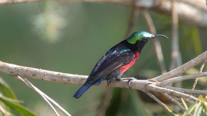 Vibrant sunbird with iridescent plumage resting on a branch in Chittagong.