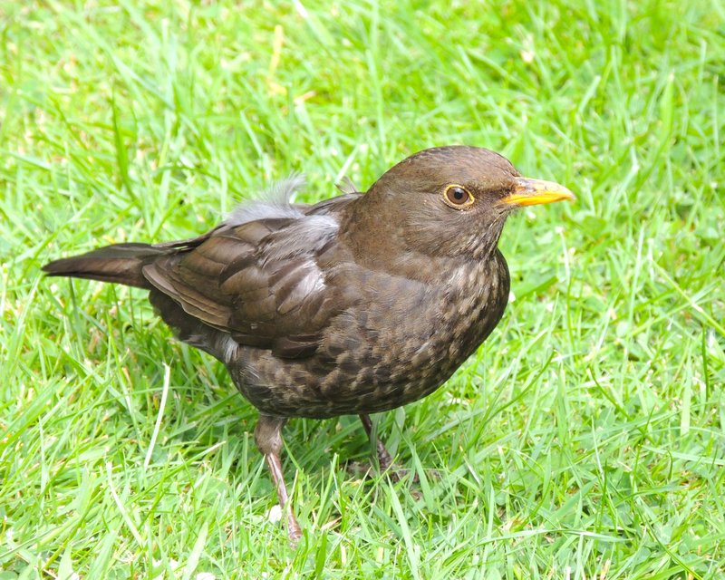 Detailed shot of a common blackbird standing on vibrant green grass outdoors.