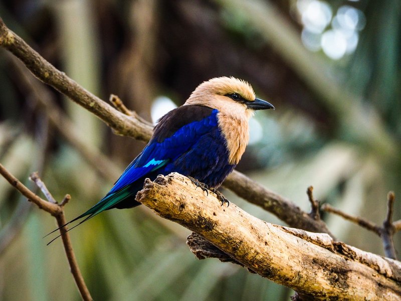 Close-up of a colorful blue-bellied roller bird perched on a tree branch in Gambia.